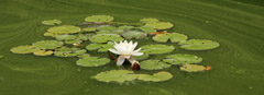 Seerose